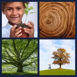 4 Bilder 1 Wort EICHE
