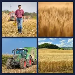 4 Bilder 1 Wort KORNFELD