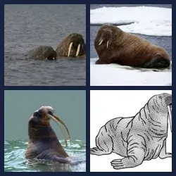 4 Bilder 1 Wort WALROSS