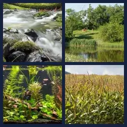 4 Bilder 1 Wort BIOTOP