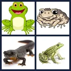4 Bilder 1 Wort AMPHIBIE