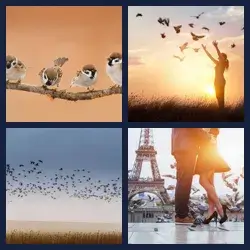 4 Bilder 1 Wort VÖGEL