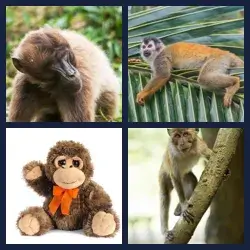 4 Bilder 1 Wort AFFE