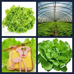 4 Bilder 1 Wort SALAT