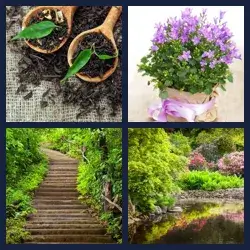 4 Bilder 1 Wort PFLANZE